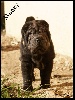  - Shar Pei Chiots LoF 2M et 1F vous attendent