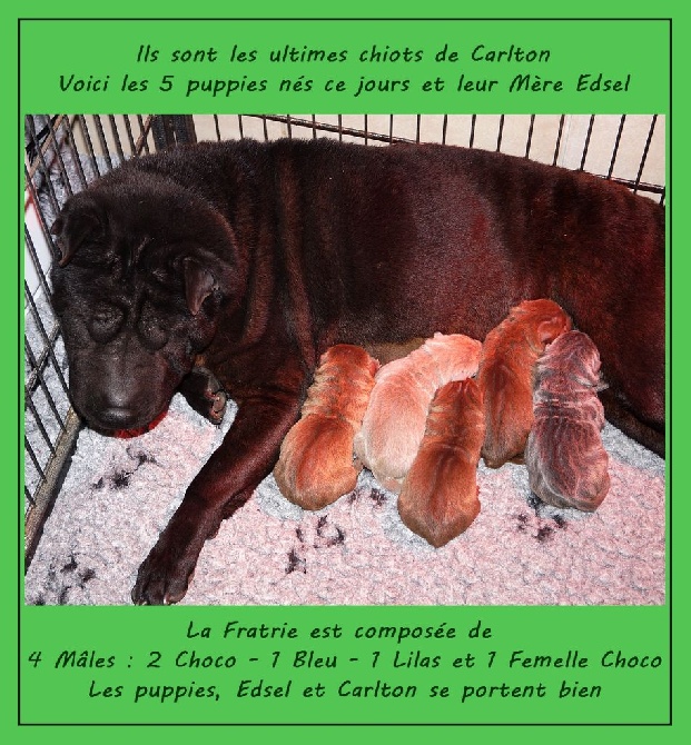 du bois de l'Altaïr - Edsel x Carlton 2015 - 5 Puppies sont nés