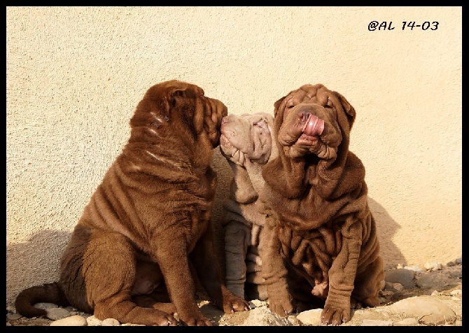 du bois de l'Altaïr - Noirs et Chocolats les Shar Peis LoF vous attendent