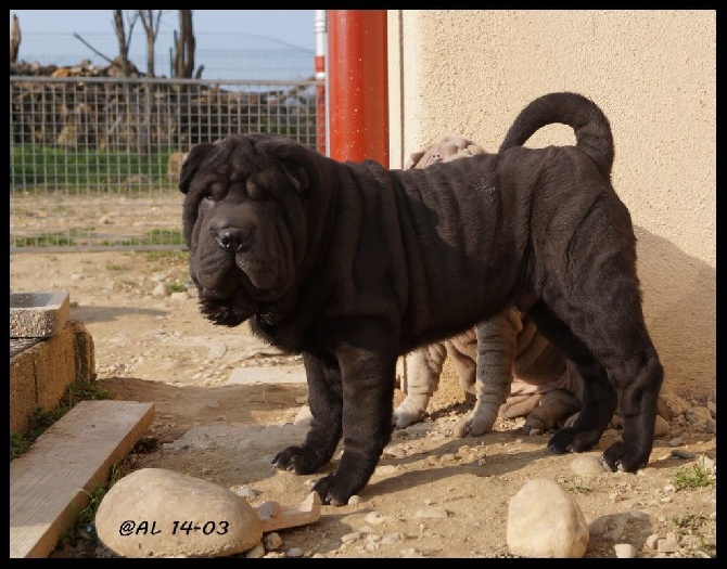 du bois de l'Altaïr - Shar Pei LoF Marron ou Noir Dispos 