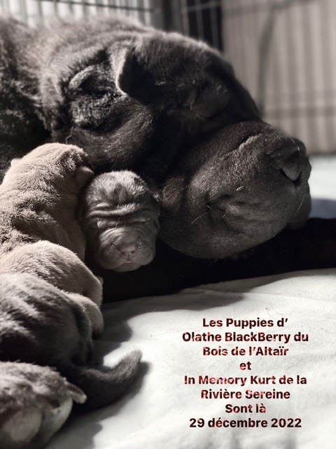 chiot Shar Pei du bois de l'Altaïr