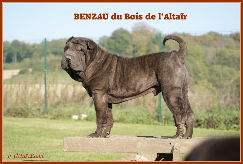 Benzau du bois de l'Altaïr