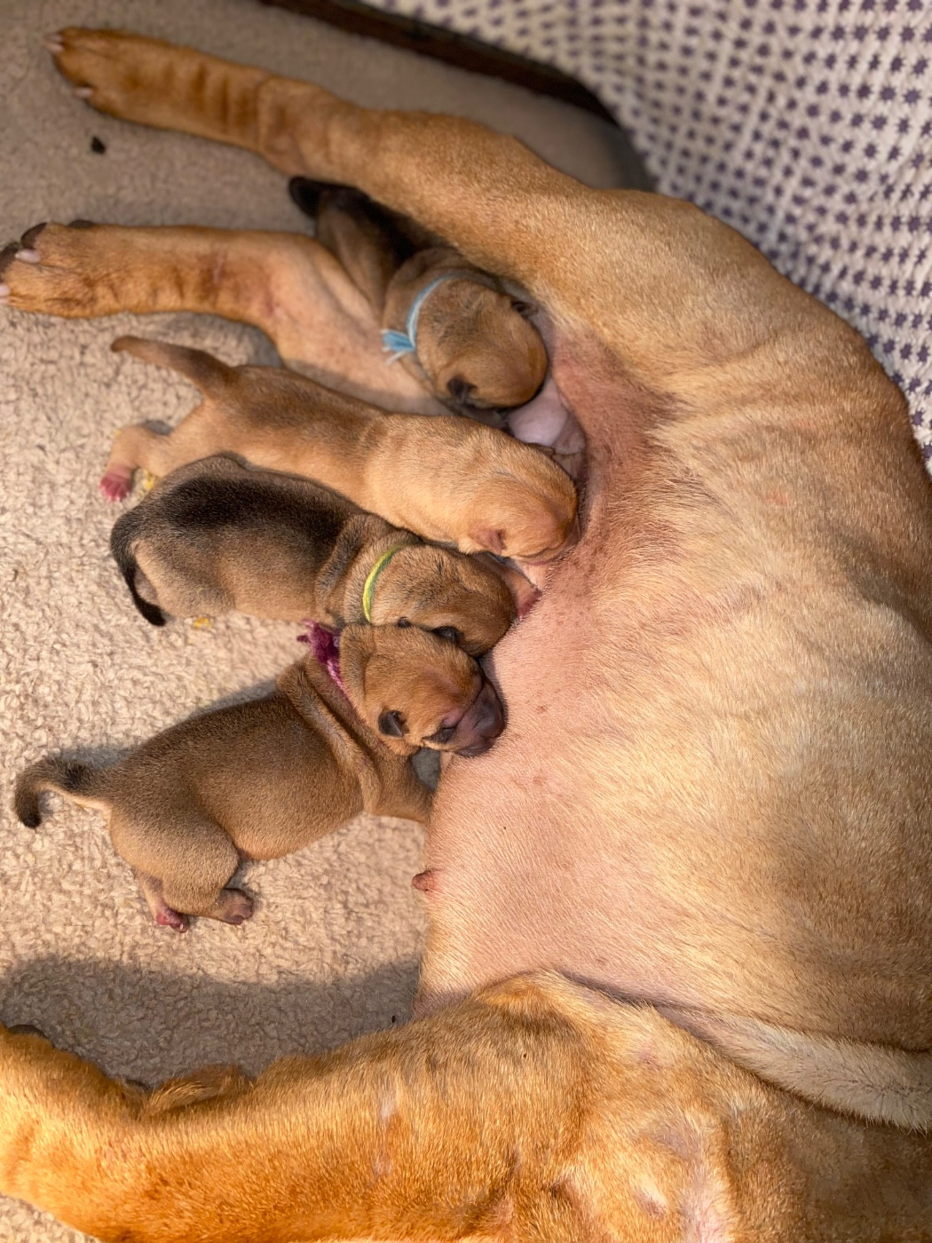 Ultime portée du Bois de l Altaïr