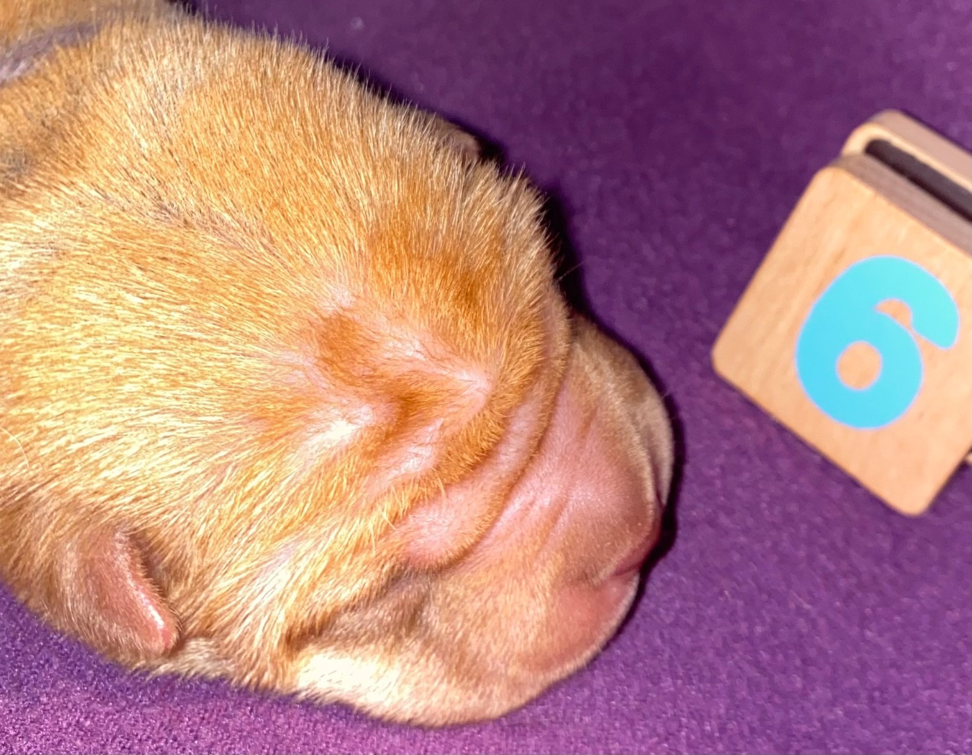 FA - Collier Gris Tagada TsoinTsoin x Paco 2025