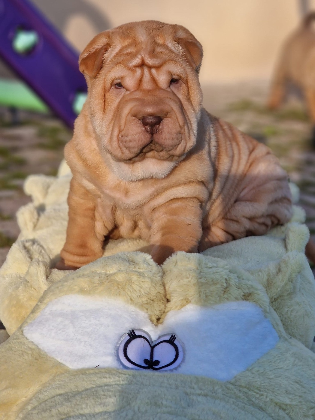 Apple Pie Apricot - Tagada TsoinTsoin x Paco 2025