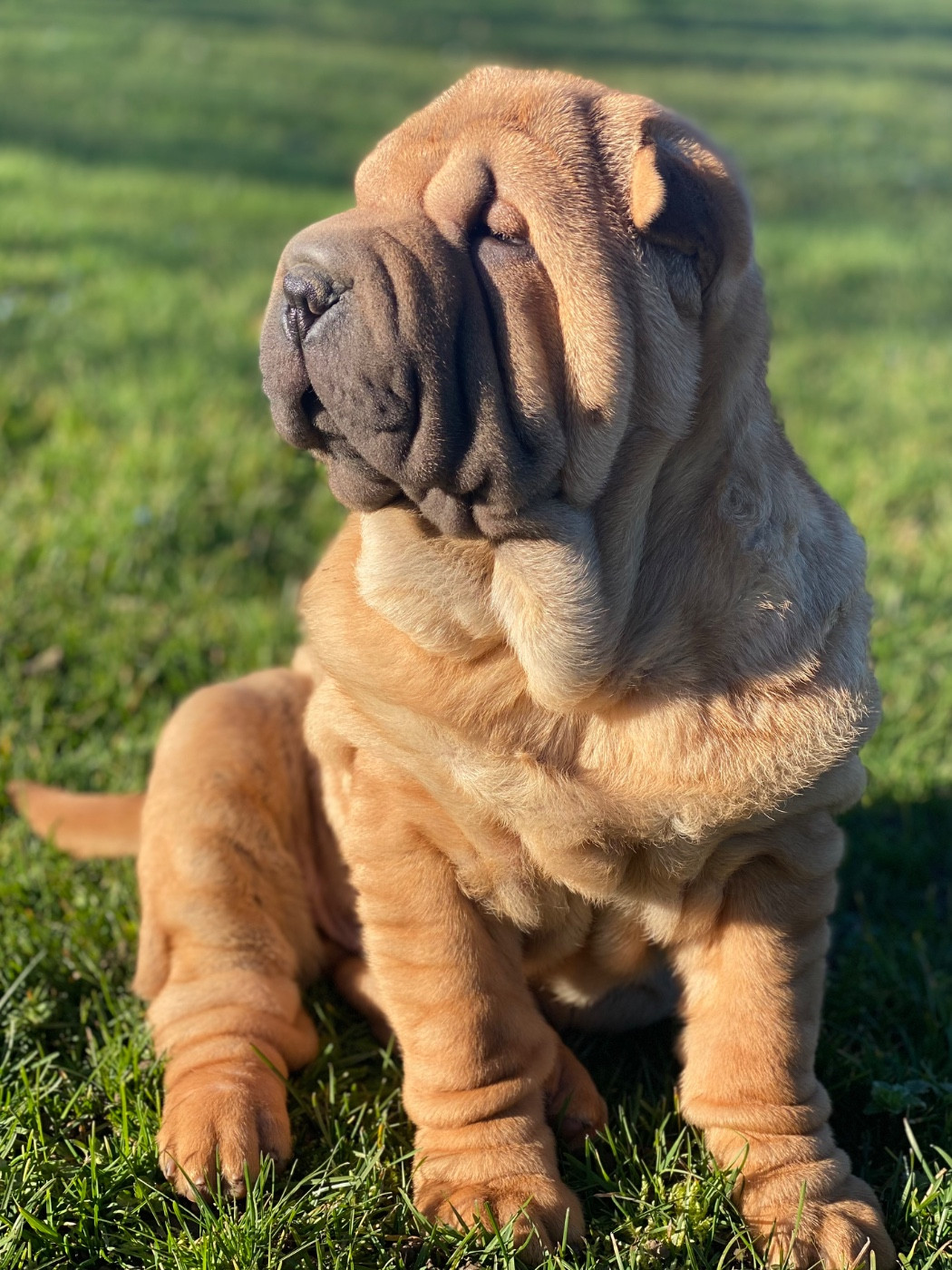 Archie Fawn - Tagada TsoinTsoin x Paco 2025