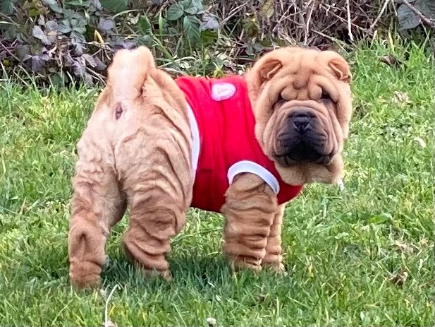 Adriel Fawn - Tagada TsoinTsoin x Paco 2025