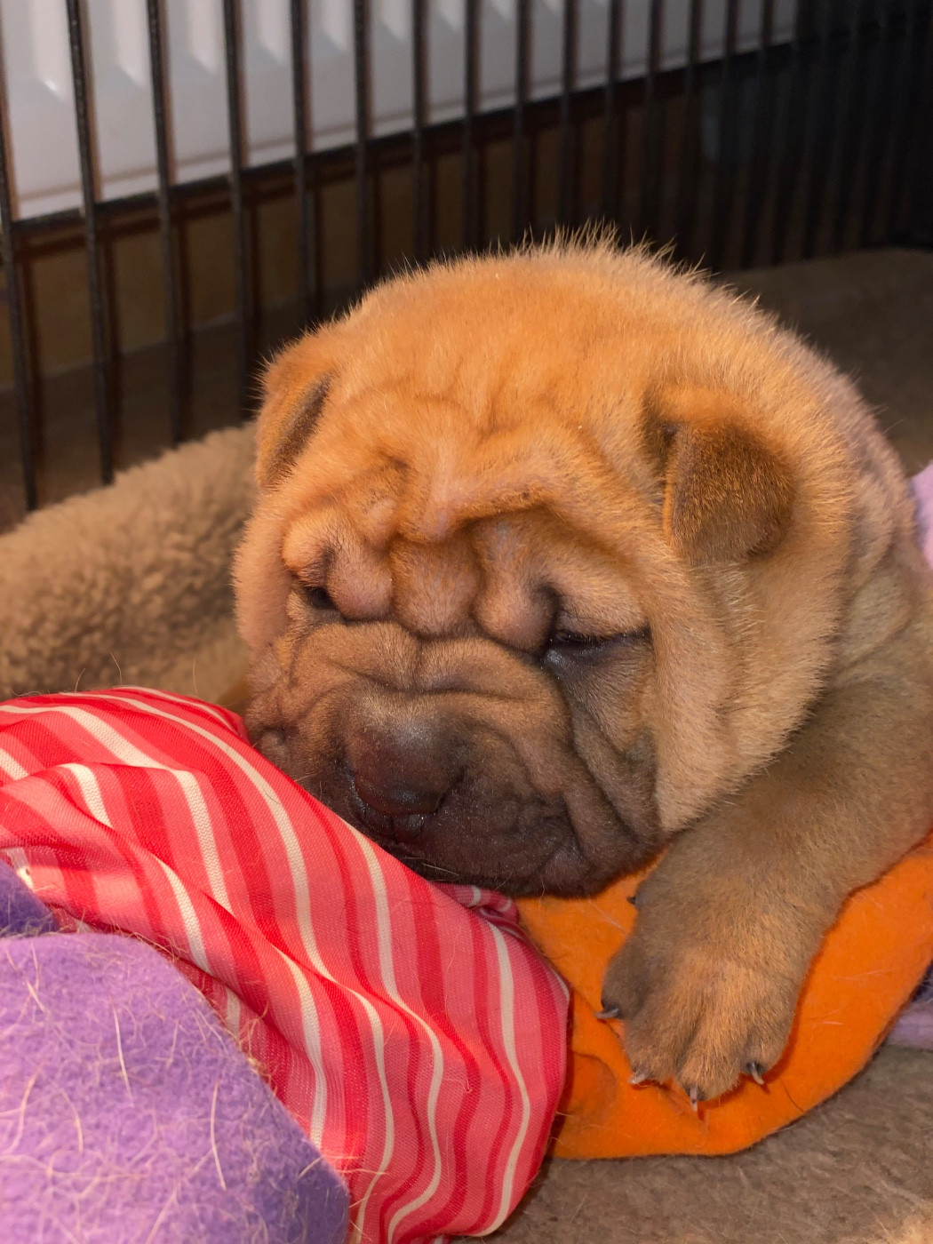 du bois de l'Altaïr - Chiots disponibles - Shar Pei