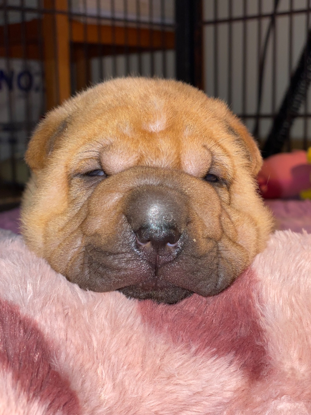 du bois de l'Altaïr - Chiots disponibles - Shar Pei
