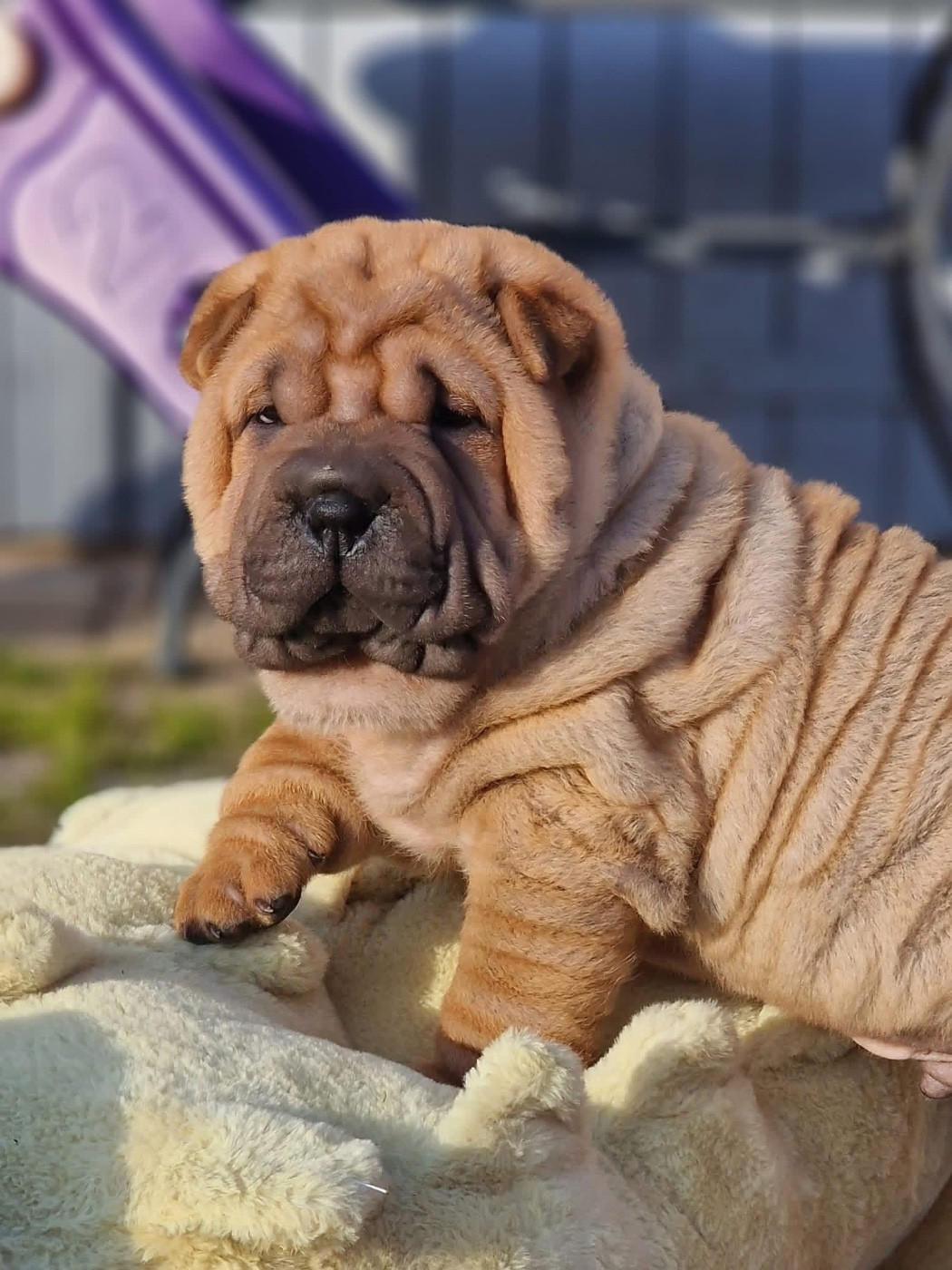 du bois de l'Altaïr - Chiots disponibles - Shar Pei