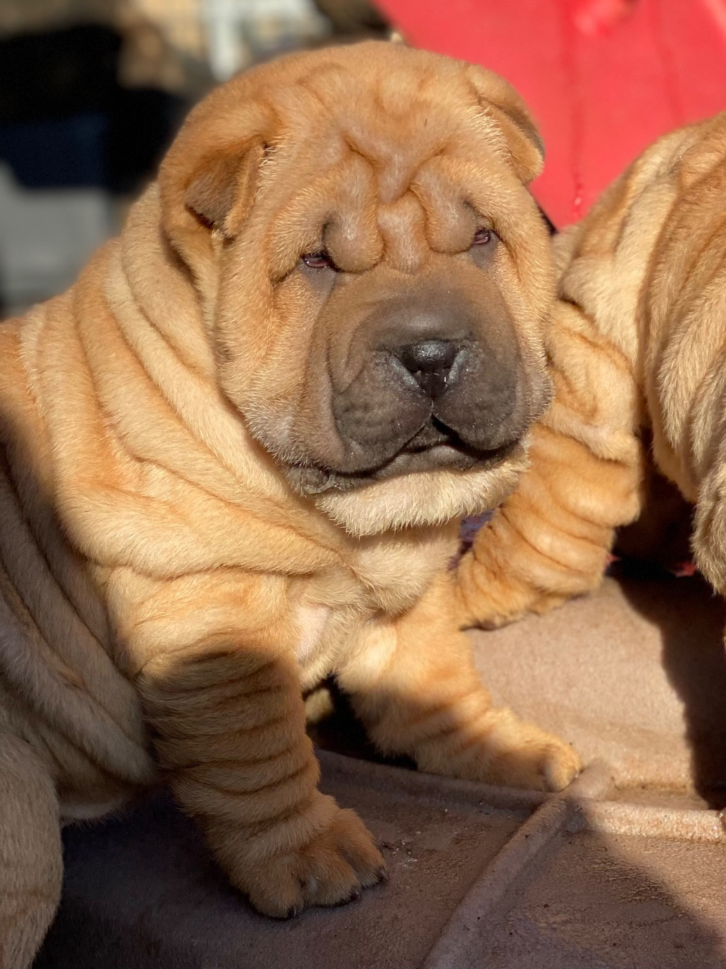 du bois de l'Altaïr - Chiots disponibles - Shar Pei