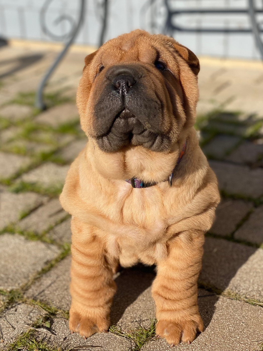 du bois de l'Altaïr - Chiots disponibles - Shar Pei