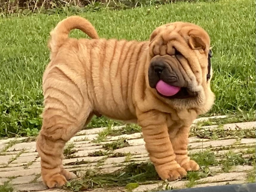 Chiot Shar Pei du bois de l'Altaïr