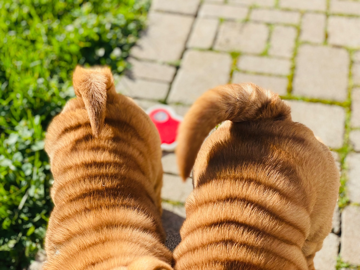 du bois de l'Altaïr - Shar Pei - Portée née le 01/11/2025