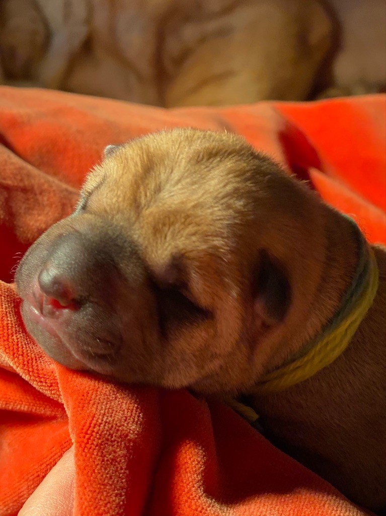 du bois de l'Altaïr - Chiots disponibles - Shar Pei