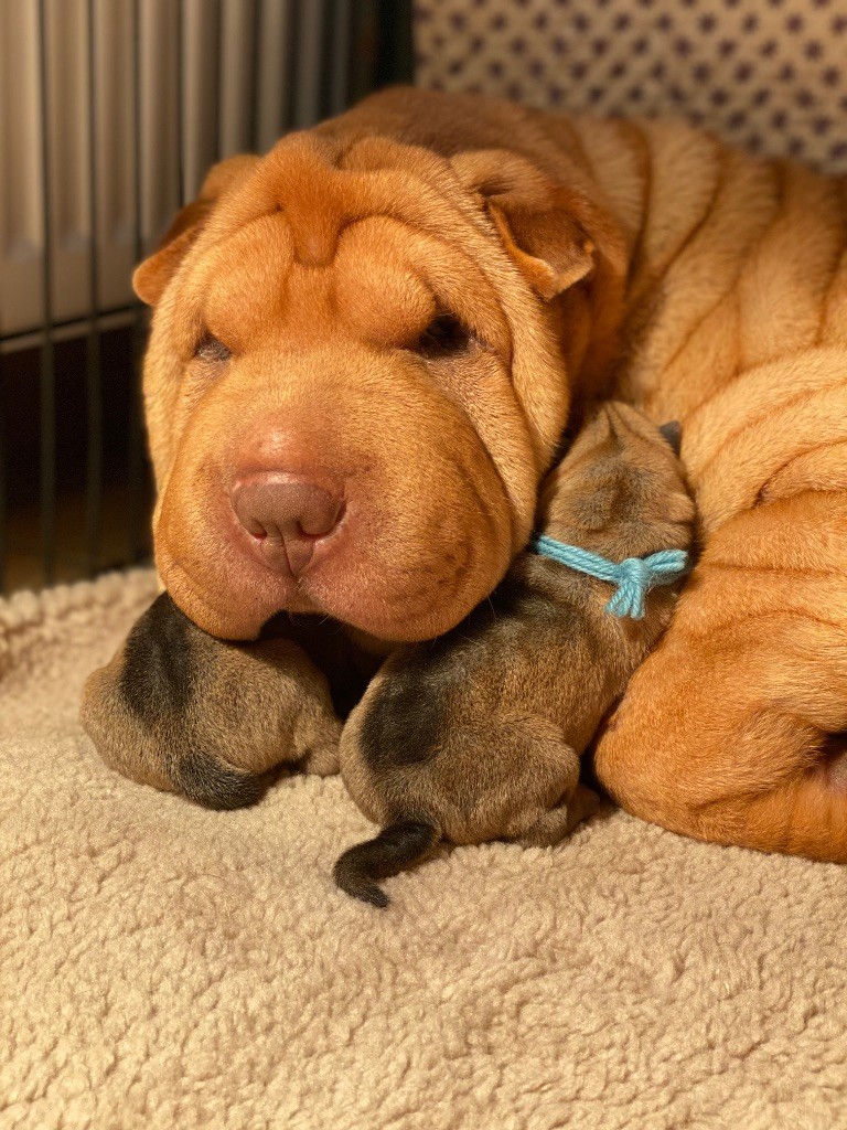 Chiot Shar Pei du bois de l'Altaïr