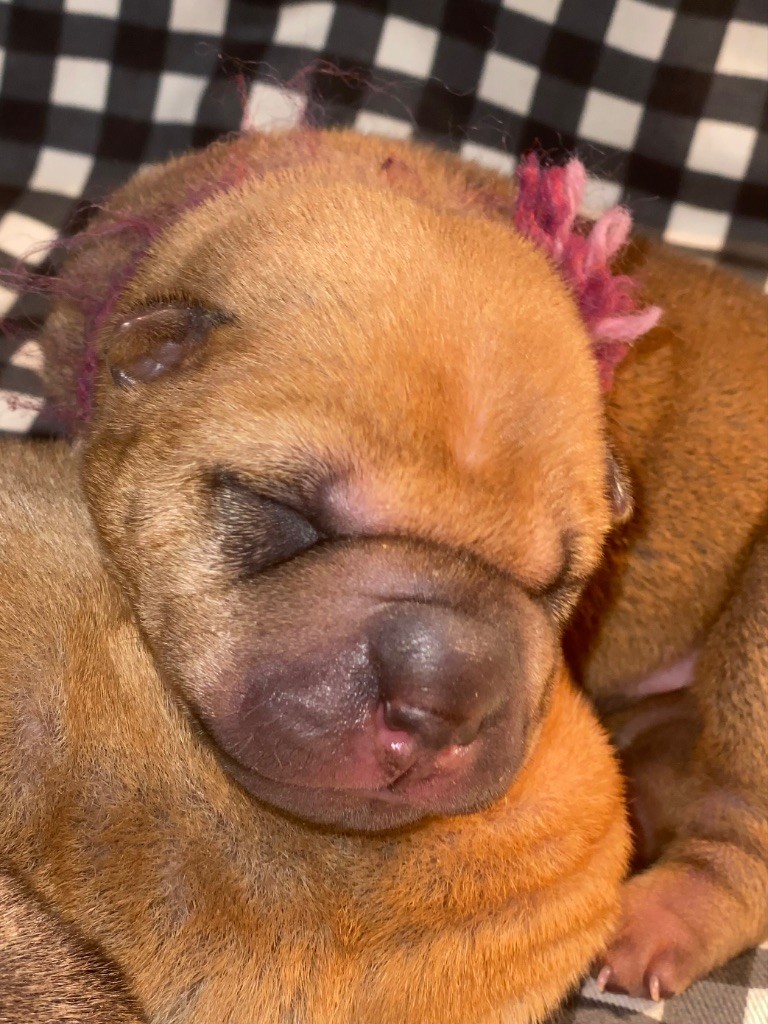 A-Collier Mauve/Violet